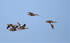 Blue-winged Teal